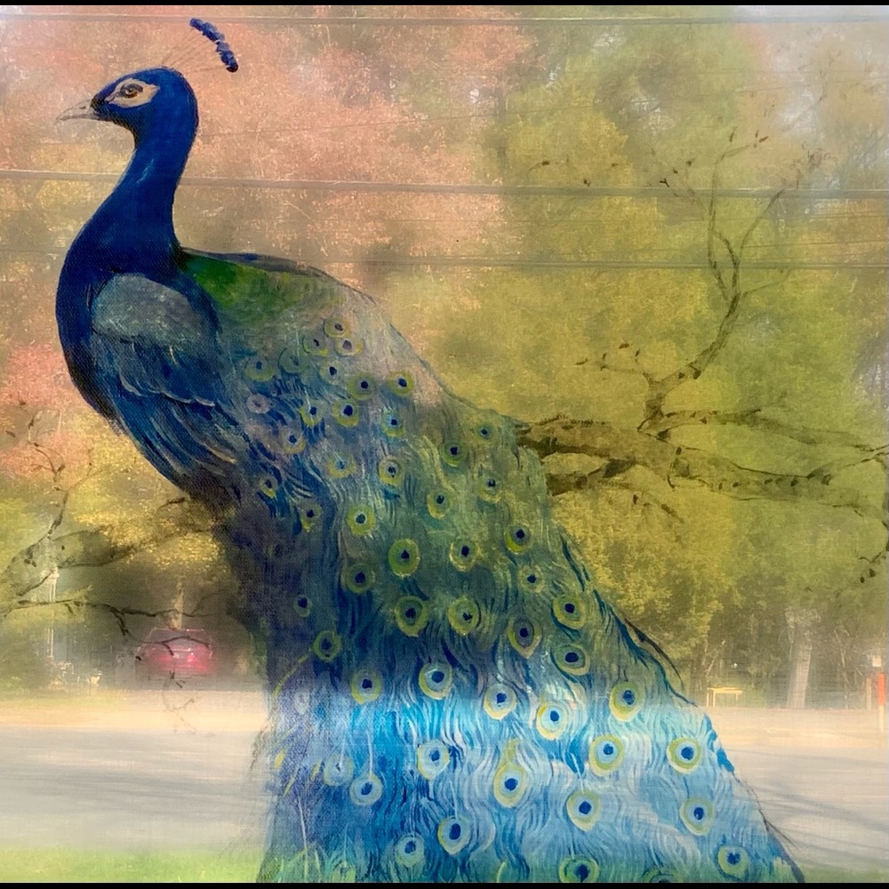 Clear Peacock Printed on Transparency 54”x42”